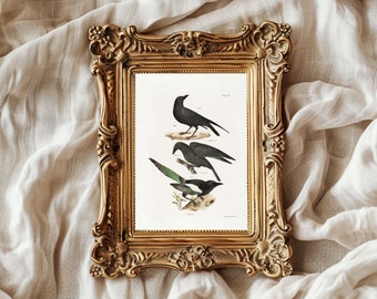The Raven, The Crow and The Magpie, Vintage Illustration, in Print, Ready to be Framed