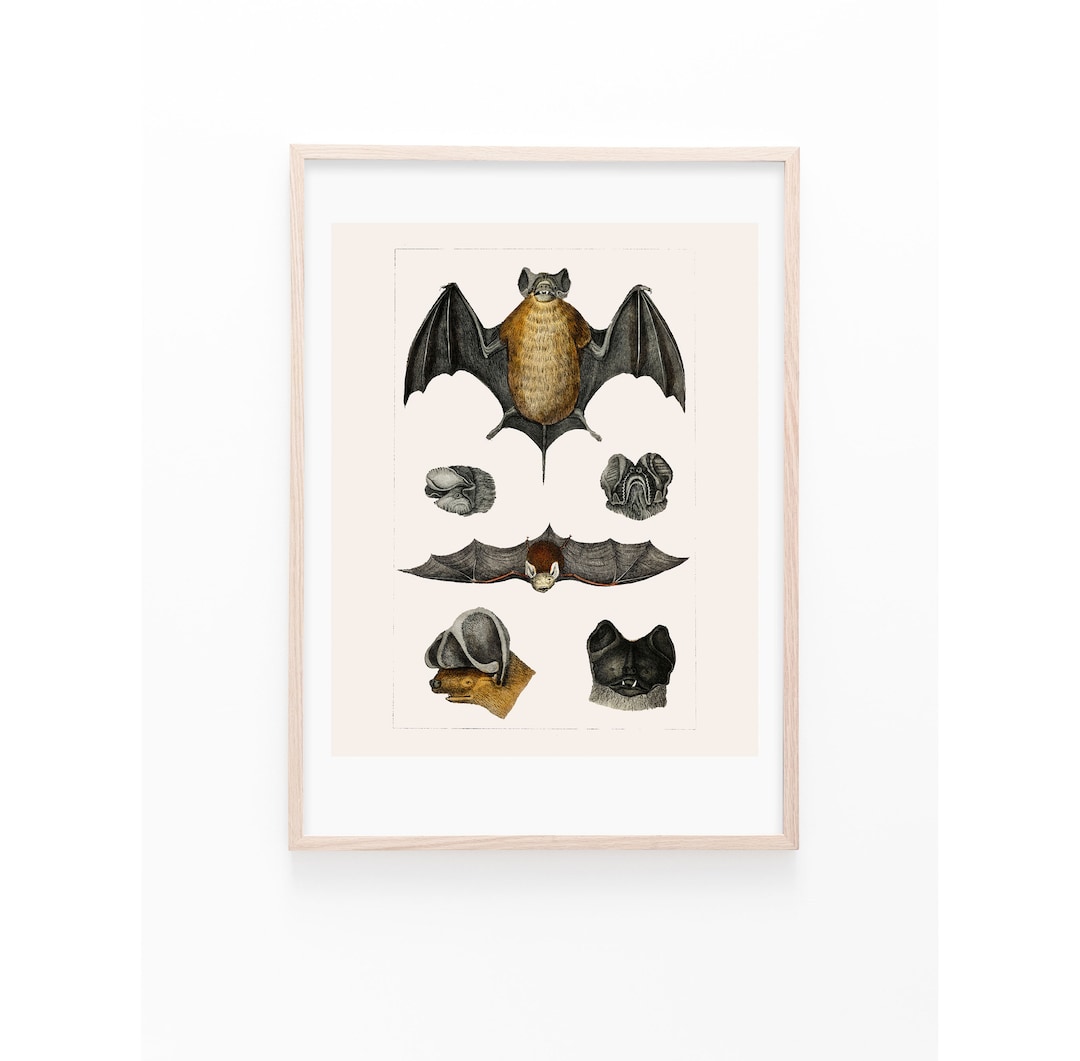Vintage Bat Illustration | Matte Print | Wall Art | Vintage ...