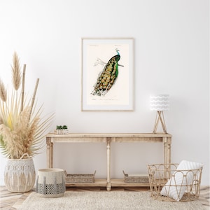 Vintage Peacock Illustration | Matte Print | Wall Art | Vintage Illustration