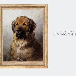 Leonberger Drawing, in Print, &quot;Head of a Leonberger&quot;