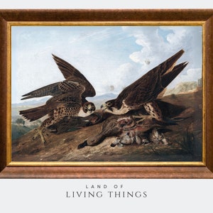 Vintage Peregrine Falcon Painting, Falcon Art