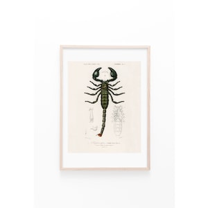 Vintage Scorpion | Matte Print | Wall Art | Vintage Illustration