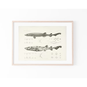 Vintage Swell Shark Illustration | Matte Print| Wall Art | Vintage Illustration