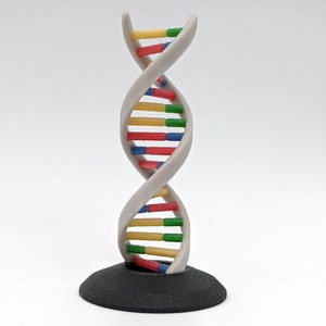 DNA Helix Desk Model Ornament - 3D Printed Glossy Full Color Sandstone