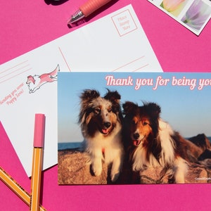 Sheltie Postkarten | Niedliche Shetland Schäferhund Karten