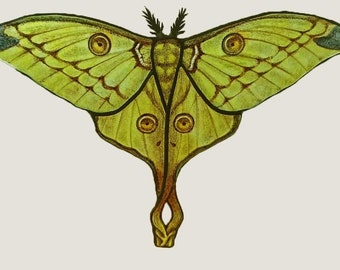 Luna Moth Stained Glass Art: Fused Glass Butterfly