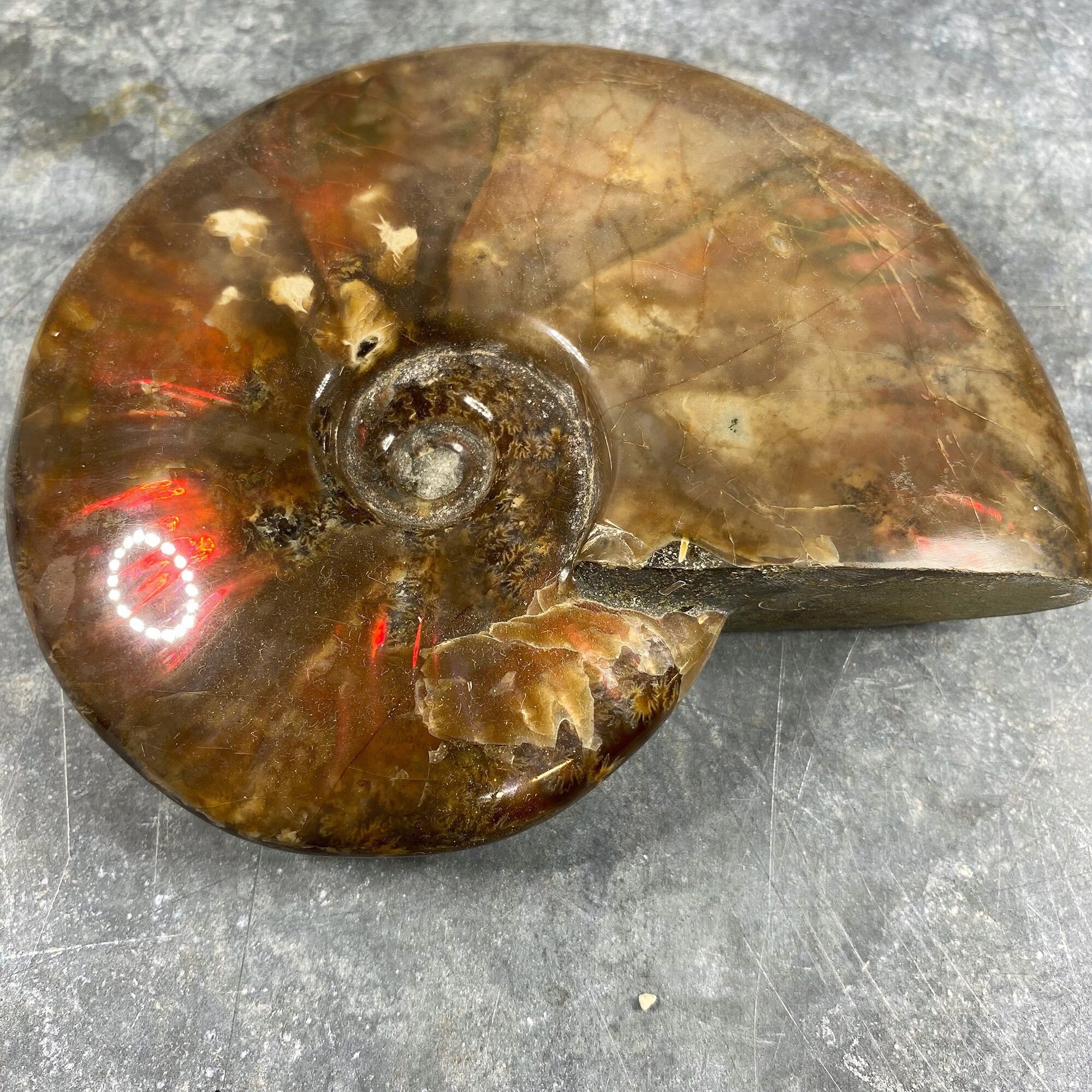 Fossile d'ammonite Poli Ammonoidea, Coquillage et Minéraux, 500 Grammes, Curiosité Géologique