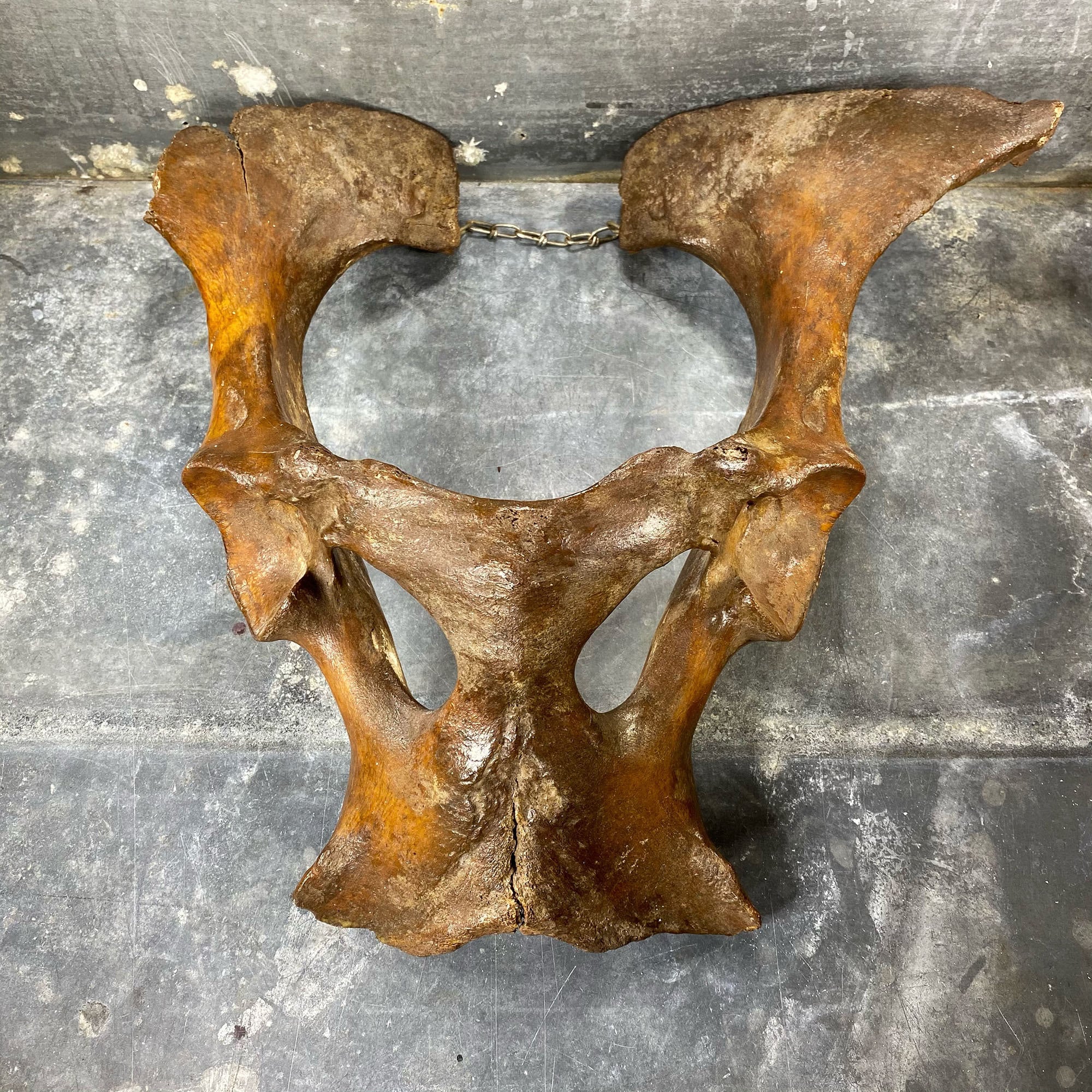 Masque de Chaman en Os Pelvien, Tibet, Xixème