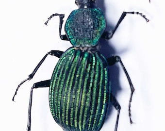 A rare A1 Tefflus viridans beetle . 30mm . Requires setting