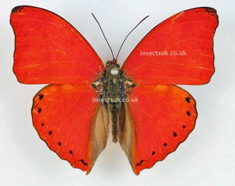 Red velvet Cymothoe sangaris for insect artwork butterflies collection or taxidermy project