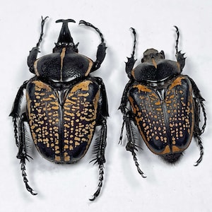 Un par A1 (M/F) de escarabajos de flores Fornasinius fornasini de Kenia. Macho 40 mm + (del cuerno a la punta del abdomen) REQUIERE AJUSTE. Publicación gratuita en el Reino Unido