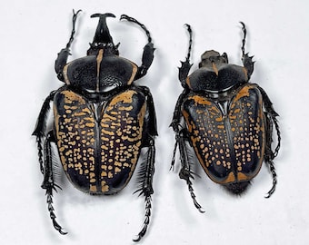 タンザニア産のハロルディ型 Mecynorhina harrisi の A1 ペア (M+F