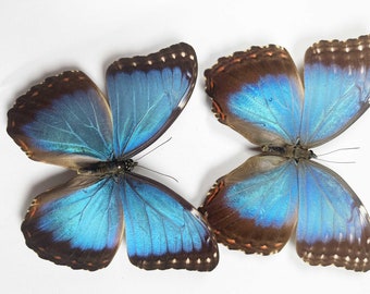 A Morpho Helenor Montezuma, A1/A1- .the Blue Morpho. Sent Papered