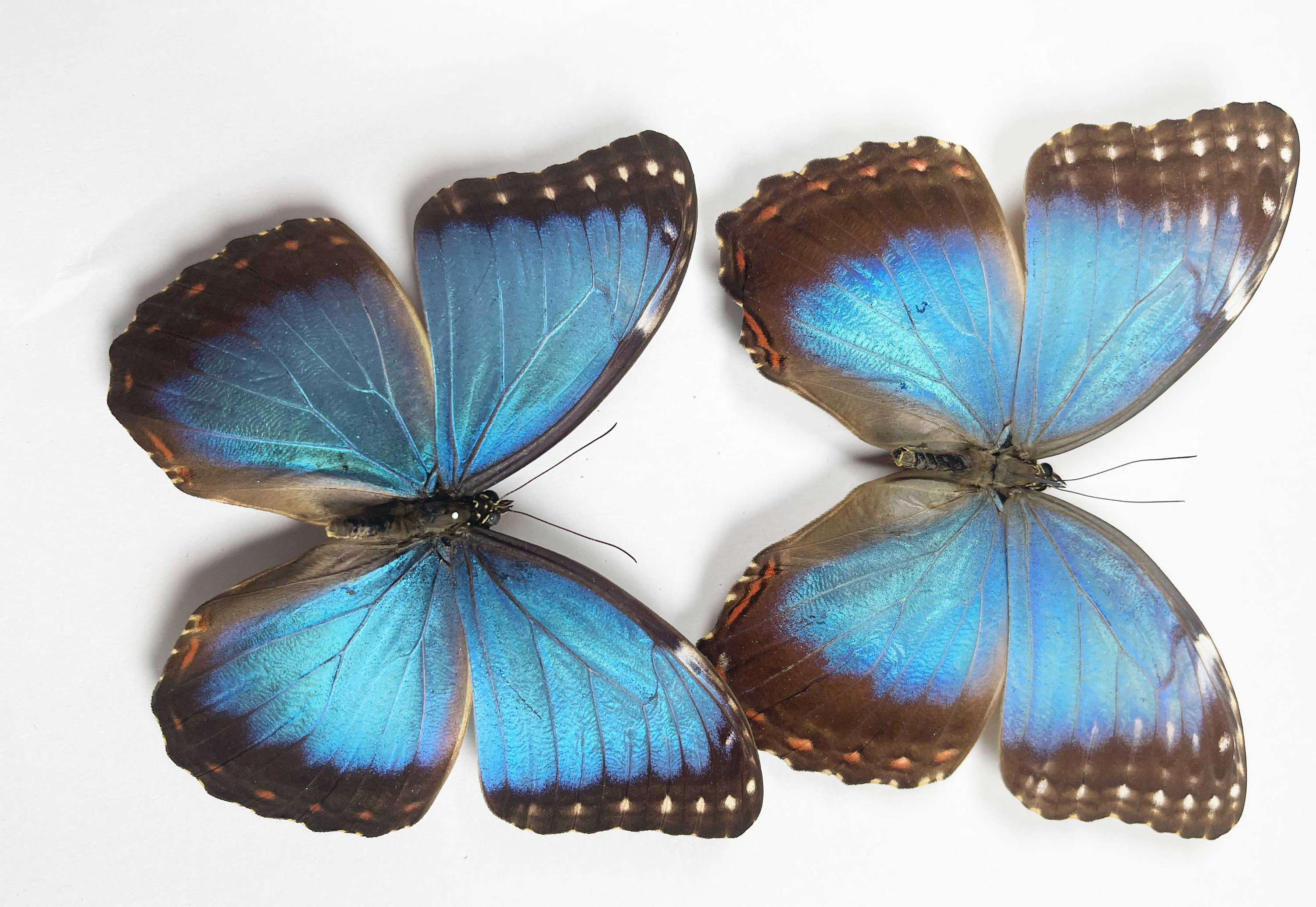 A Morpho Helenor Montezuma, A1/A1- .the Blue Morpho. Sent Papered
