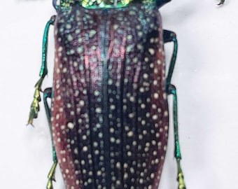 Ten (10) Madecassia (lampropepla) rothschildi -the purple 4 eyed beetle. A1/A1- . L-35-40mm.Sent papered- requires setting for art/taxidermy