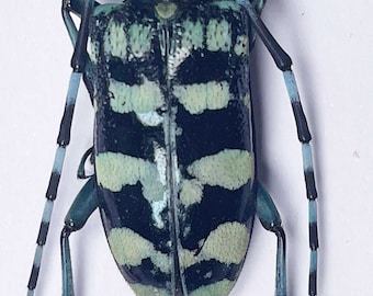 Two (2) Anoplophora zonator from Thailand. A1 , Length 30-38mm. Require setting for art/taxidermy