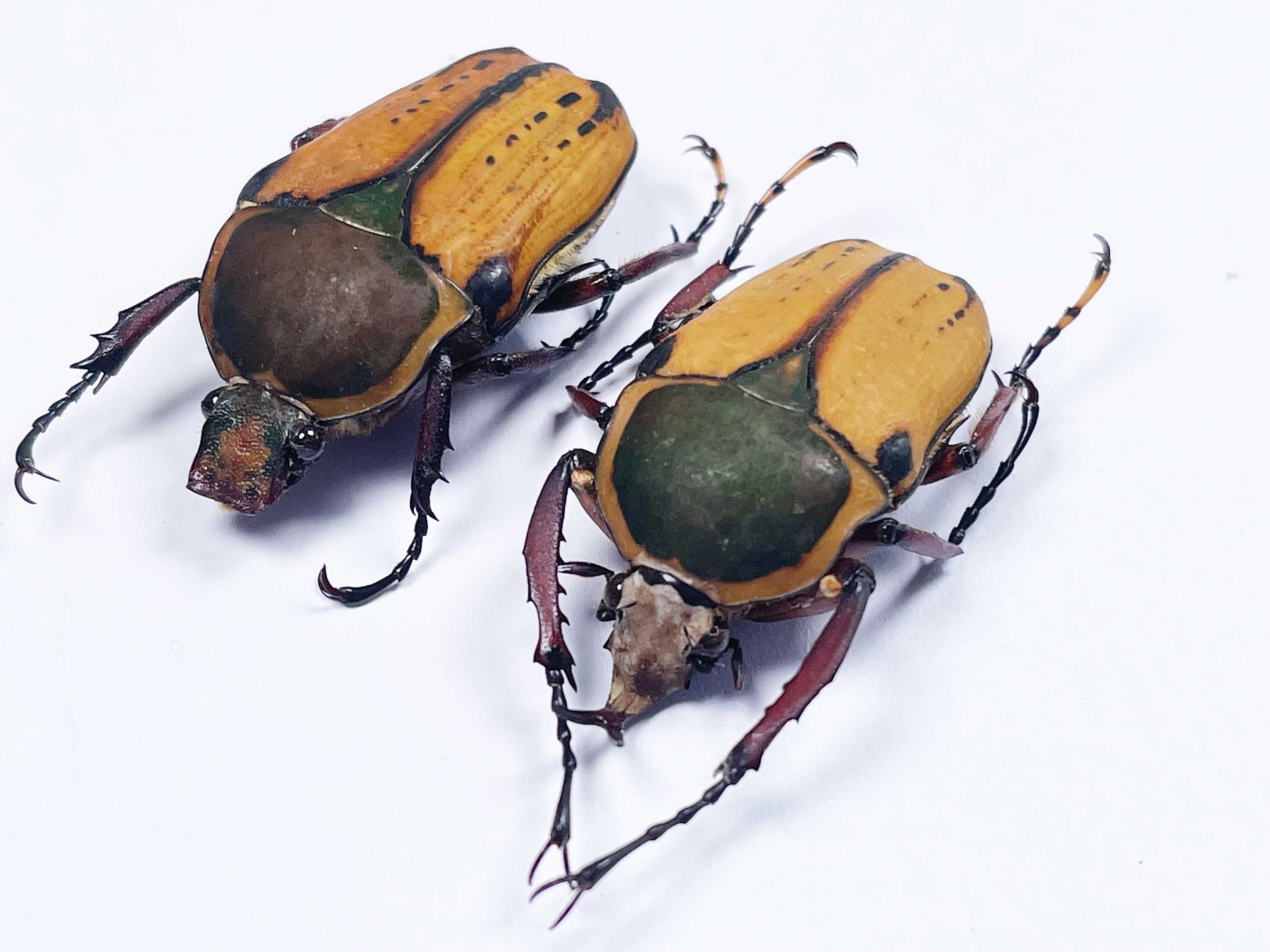 タンザニア産のハロルディ型 Mecynorhina harrisi の A1 ペア (M+F