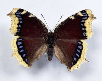 2 A1 Nymphalis antiopa butterflies .(The Camberwell beauty) for art work, requires setting. Span 65-70mm