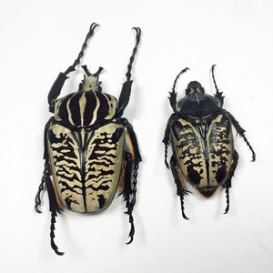 Ein A1 Pärchen (M+F) aus echtem Goliathus albosignatus. Einstellung erforderlich. Das Männchen ist 45 mm + lang (Horn bis Spitze des Bauches).Für Kunstwerke