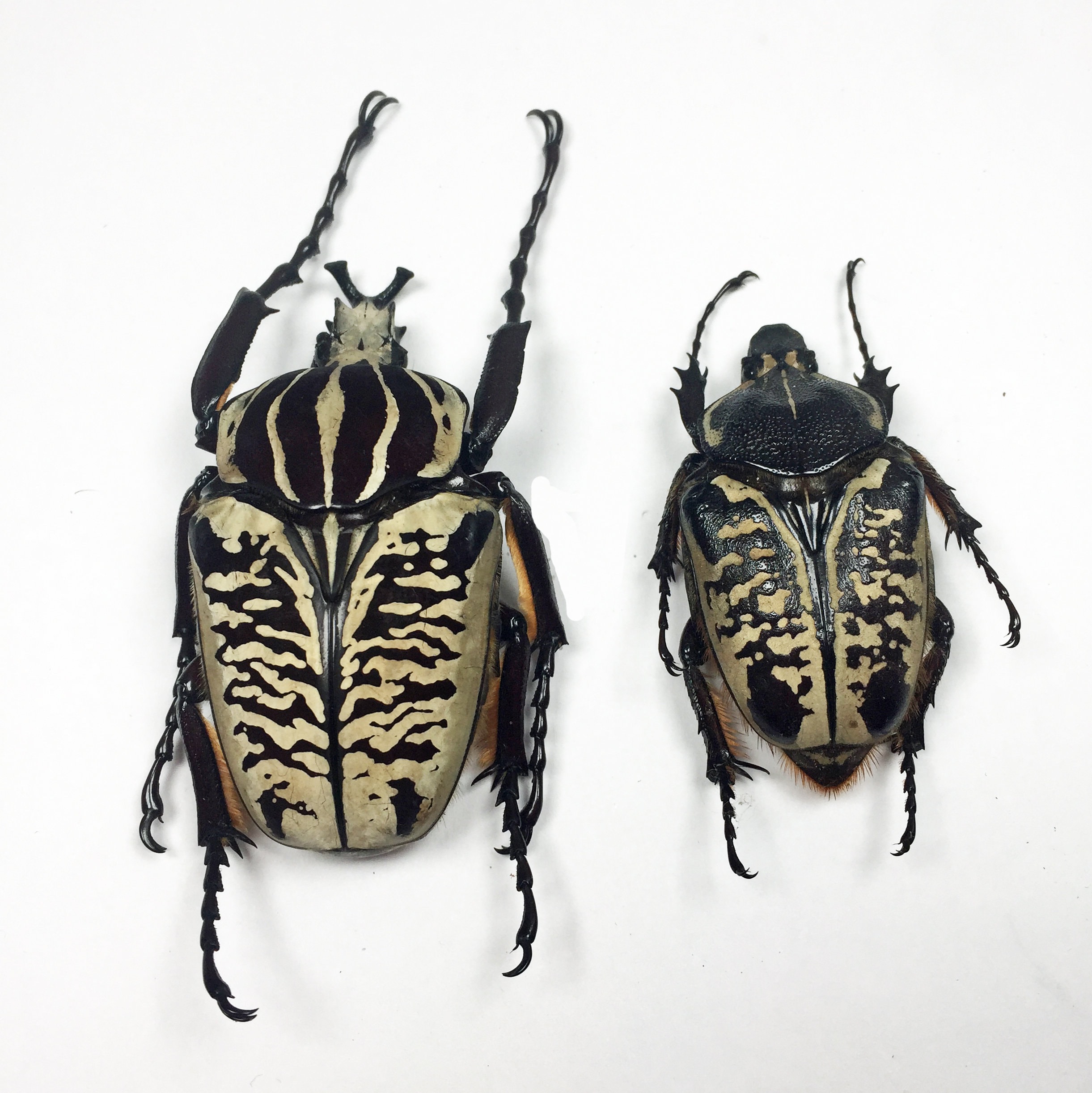 An A1 Pair (M+F) of Real Goliathus Albosignatus . Will Require