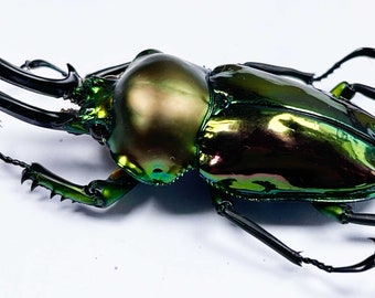 An A1 male Phalacrognathus muelleri (rainbow stag beetle) . Length 50mm +. Requires setting for art/taxidermy