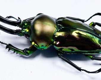 1 A-1 Mesotopus Tarandus 48mm Cameroon Male Lucanid Stag Beetle