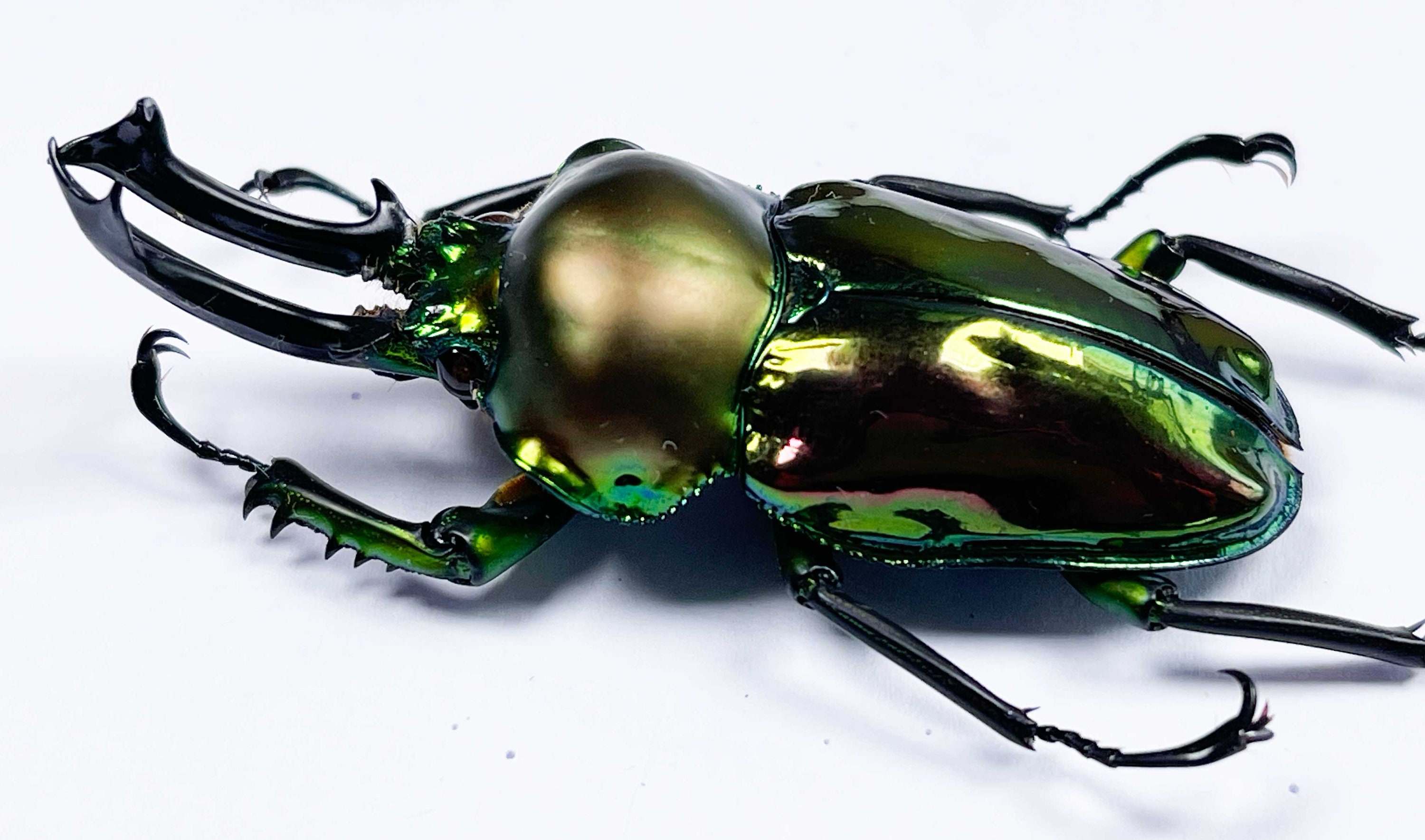 Un Phalacrognathus muelleri (cervo volante arcobaleno) maschio A1