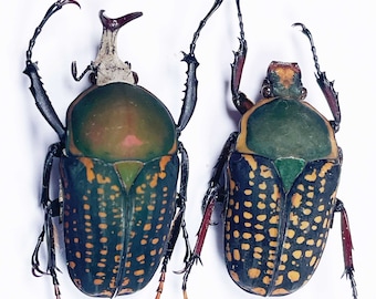 An A1 pair (M+F) of mecynorhina harrisi from Tanzania. Male is 35mm+ . Requires setting for taxidermy