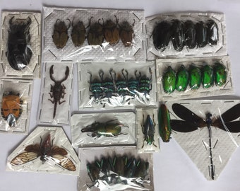 A starter pack of 10 real beetles and insects for your artwork or hobby