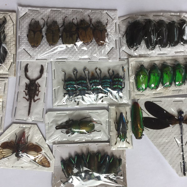 Un pack de démarrage de 10 vrais coléoptères et insectes pour votre œuvre d’art ou votre passe-temps