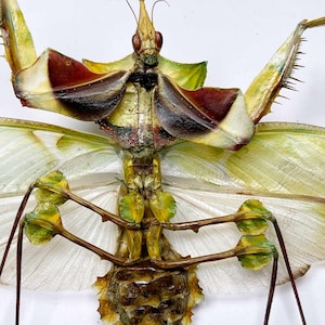 May include: Close-up of a colorful praying mantis, showcasing intricate details. The insect features a mix of green, brown, and burgundy hues, with delicate wings and spiky legs. The mantis is positioned against a plain white background, highlighting its unique form.