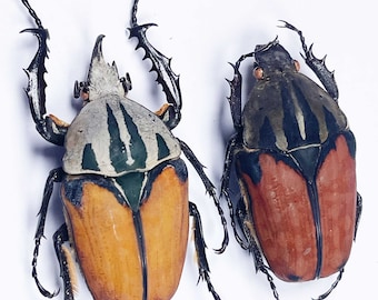 An A1 pair (M+F) Mecynorhina oberthuri . Male will be 50mm+ in length. Requires setting for art or taxidermy.