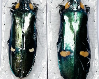 Two (2) Megaloxantha bicolor, giant metallic beetles . A1 , L 60mm+/- . Sent papered-will need setting for art/taxidermy.