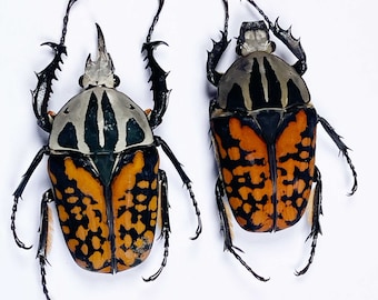An A1 pair  (M+F) of Mecynorhina oberthuri decorata, male 50mm+ in length. Requires setting for art or taxidermy.