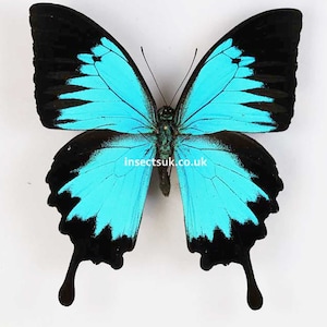 翼開長 110 mm の Papilio ulysses (アオアゲハ) のパック。羽を閉じた状態で紙に包まれて発送されます (A1/ A1-)。- 設定が必要です。