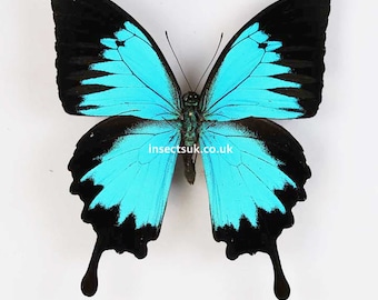 Un paquet de 2 Papilio ulysse (queue de machaon bleu) d'envergure 110 mm, livrés tapissés, ailes fermées (A1/A1-). LIVRAISON GRATUITE