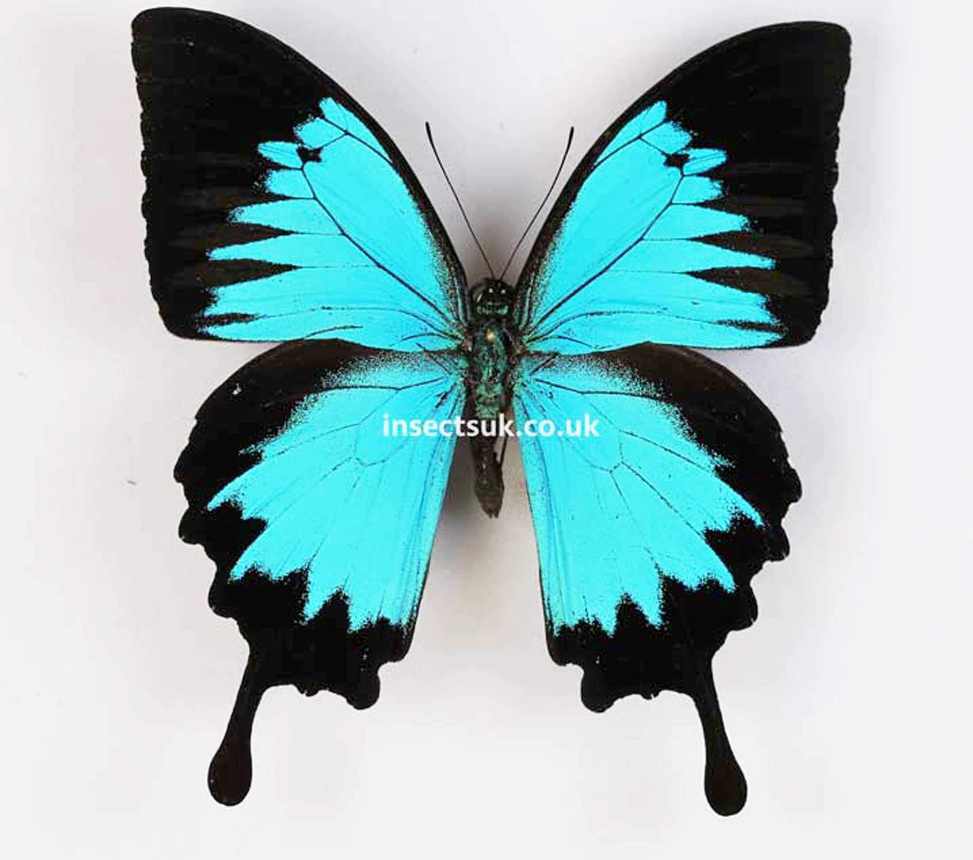 Morpho menelaus & Papilio ulysses 蝶の標本 A Pack of Papilio Ulysses (blue Swallowtail) Wingspan 110mm