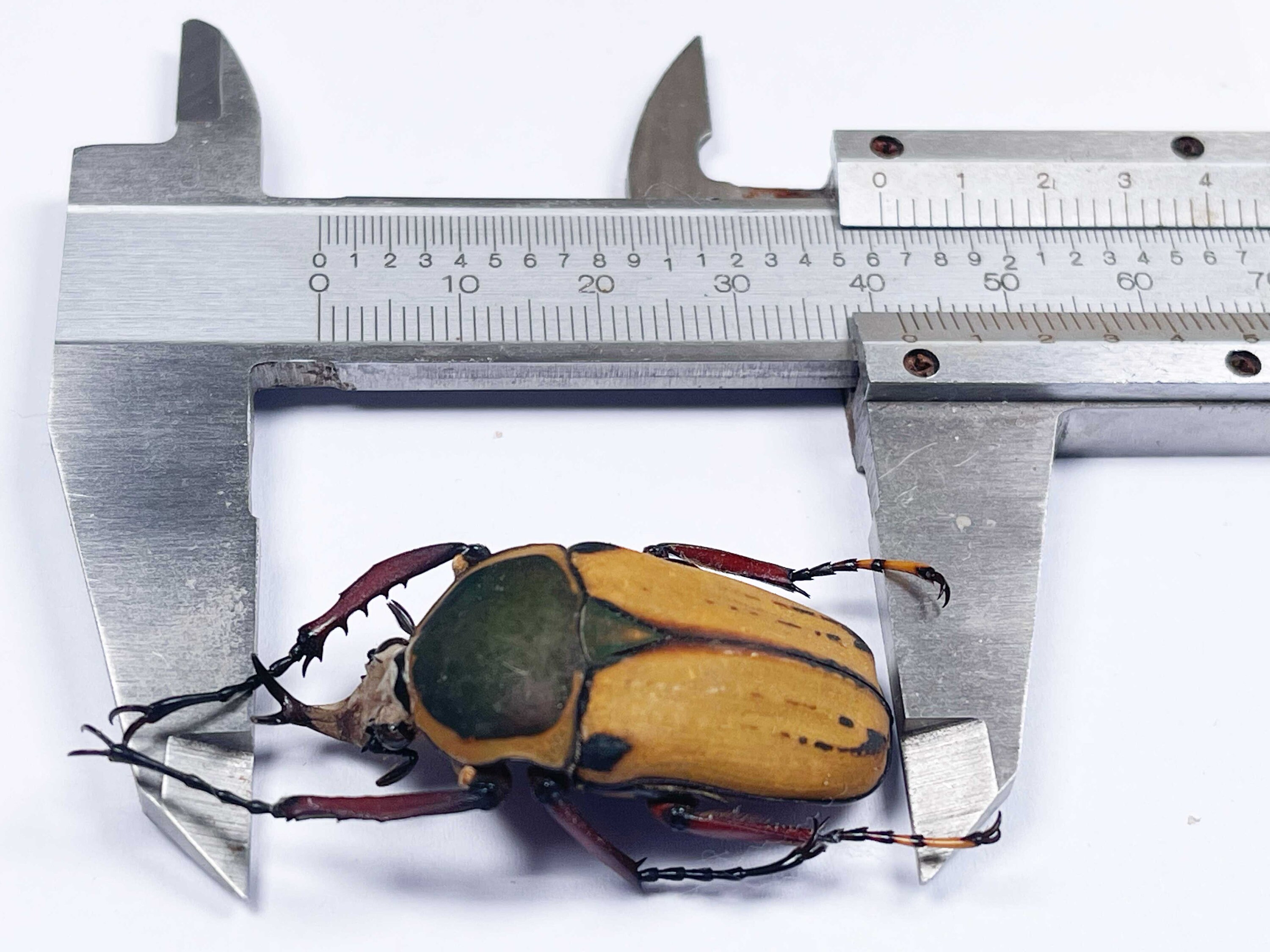 タンザニア産のハロルディ型 Mecynorhina harrisi の A1 ペア (M+F