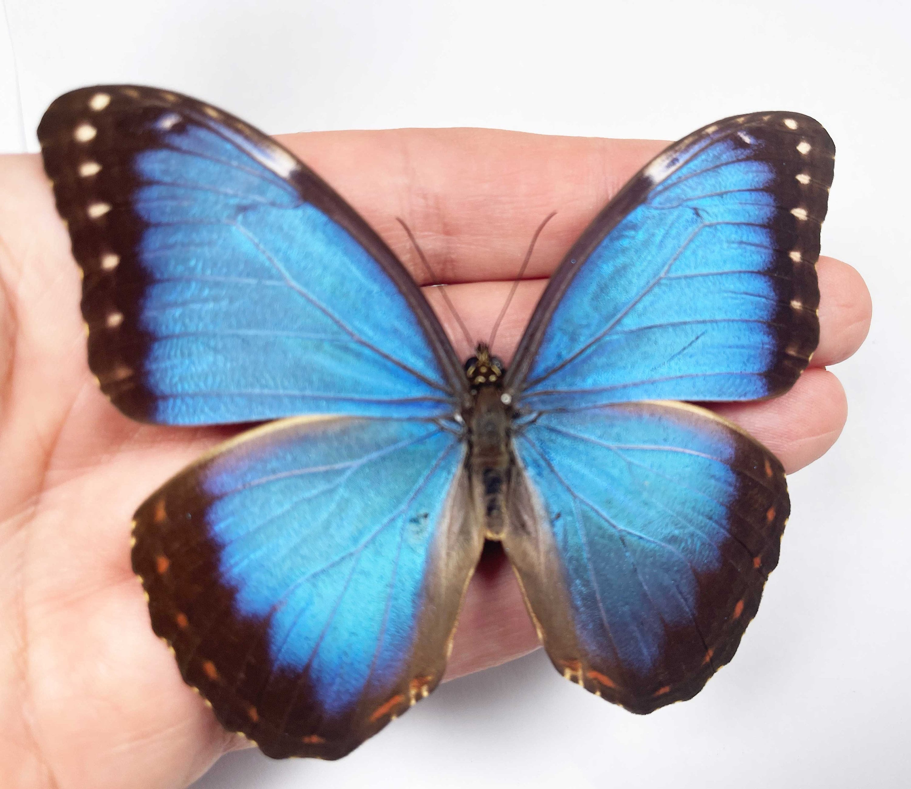 A Morpho Helenor Montezuma, A1/A1- .the Blue Morpho. Sent Papered