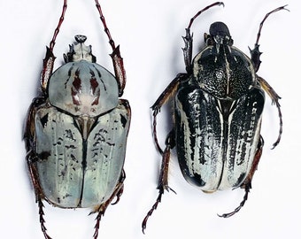 An A1 pair (M+F) of the rare Goliathus (Argyrophegges ) Kolbei . Male 35mm +/- in length.Requires setting for taxidermy