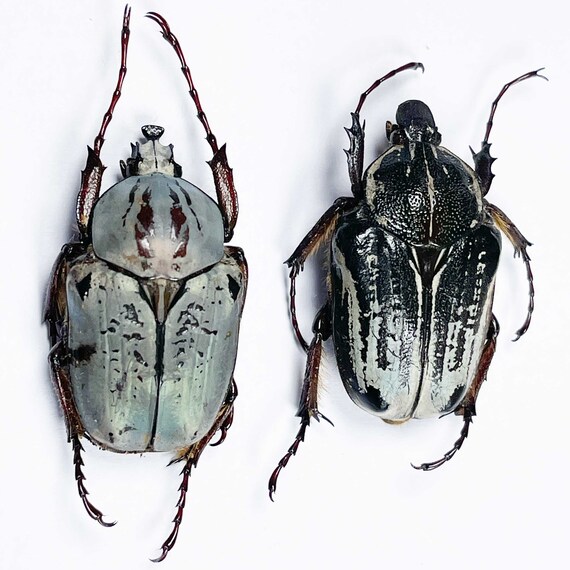 標本 Very Rare Mecosarthron buphagus 65mm An A1 Pair (M+F) of the Rare Goliathus (argyrophegges ) Kolbei