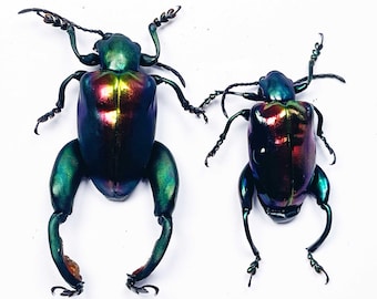 A pair (M+F) of Sagra buqueti ,the rainbow frog beetle. A1 , requires setting for art/taxidermy