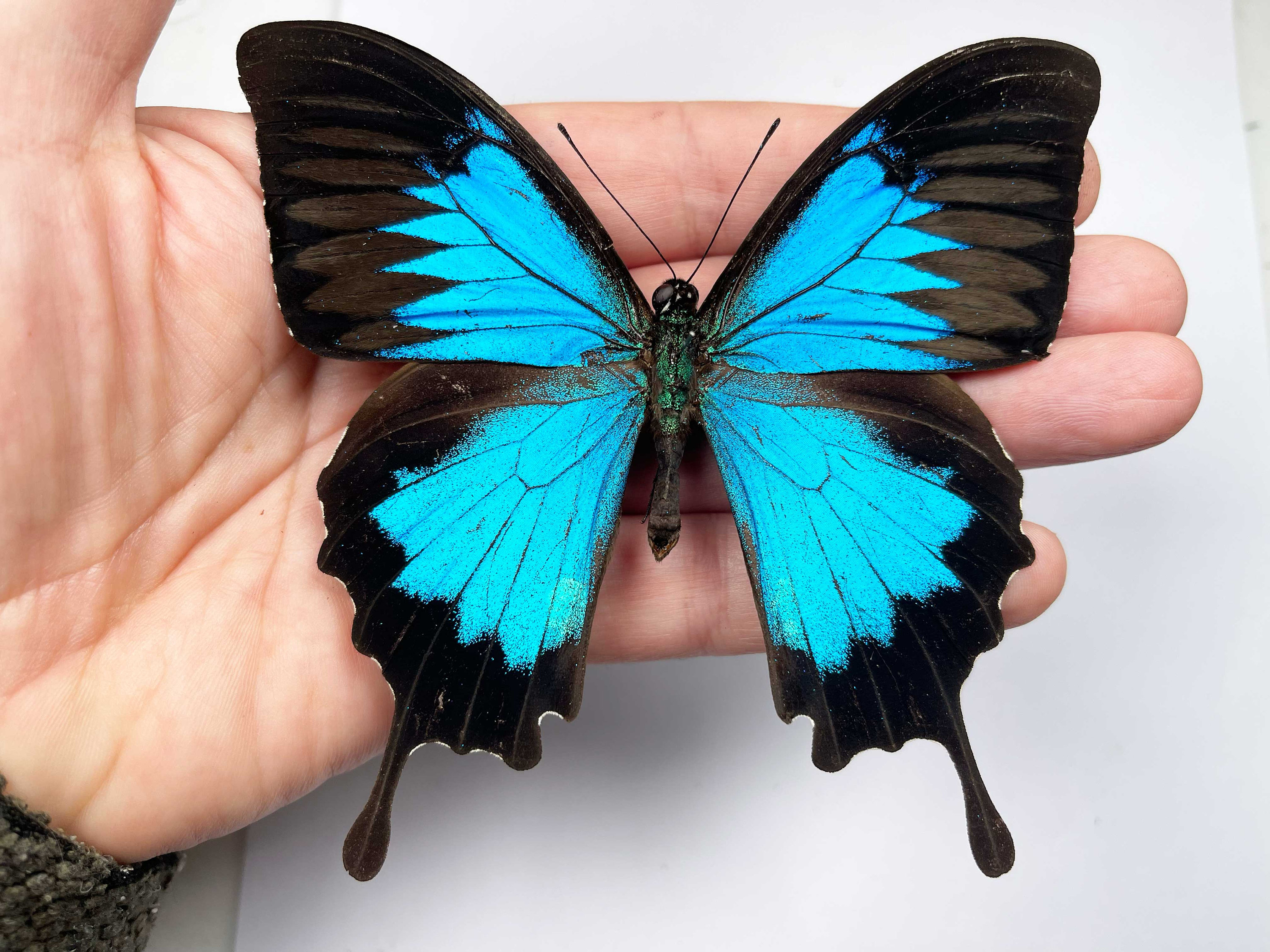 A Pack of Papilio Ulysses (blue Swallowtail) Wingspan 110mm