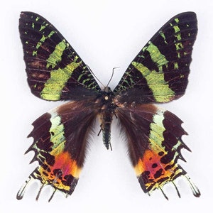 A pack of 5/10 Chrysiridia (urania) rhipheus ,the sunset moth .A1/A1- .Ws 80-100mm. Will require setting.