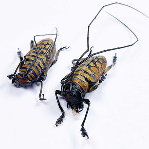 Sternotomis - Etsy