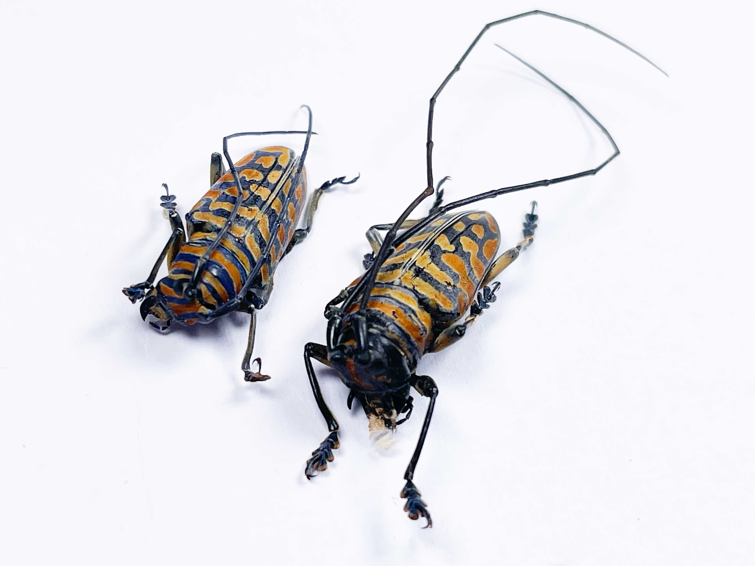Sternotomis - Etsy