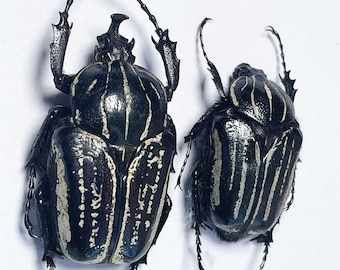 An A1 pair (M+F) of rare Hegemus vittatus beetle from Tanzania. Male measures 40-45mm in length including horn. Requires setting .