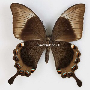 A pack of 2 Papilio palinurus Emerald swallowtail ,wingspan 70mm , A1 closed wing .FREE SHIPPING imagem 2