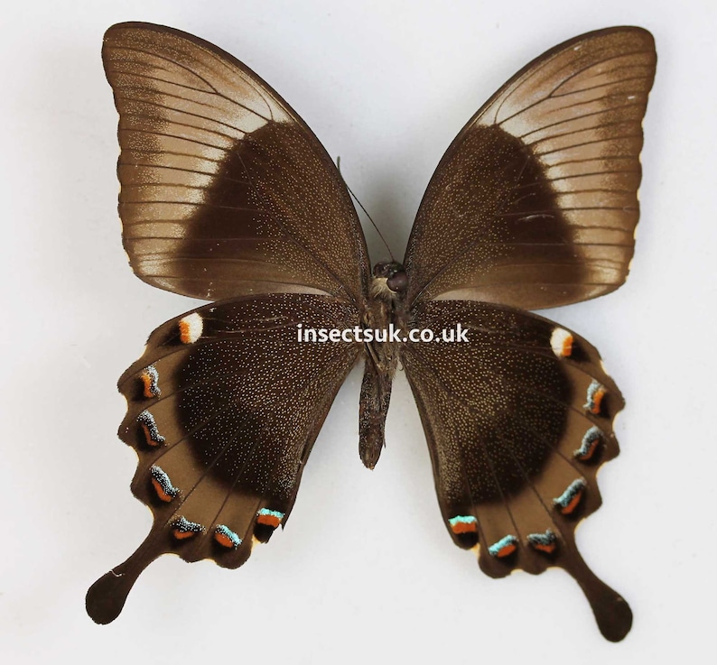 A pack of 2 Papilio palinurus Emerald swallowtail ,wingspan 70mm , A1 closed wing .FREE SHIPPING imagem 2
