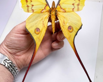 Una polilla Argema mittrei, A1/A1-. Se envía empapelada; requiere montaje para taxidermia/arte.
